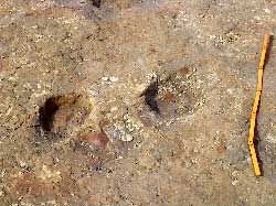 アケボノゾウの足跡化石