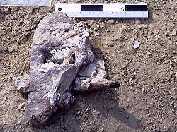 小ゾウの頭部化石（写真中央の突起が牙です）