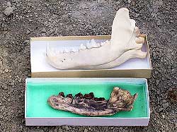 イヌ属の下顎骨の化石（下）