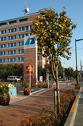 昭島市役所とカリン