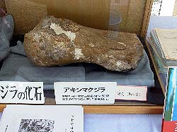 アキシマクジラの化石（上腕骨）