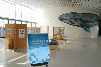 アキシマクジラ展の会場