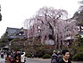 祖師堂前のしだれ桜（2000年４月）