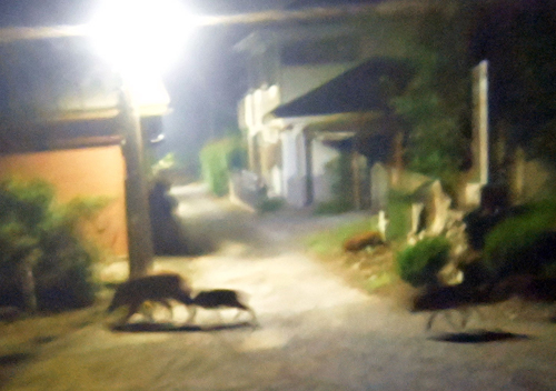 �V�����܂����i�g��ʐ^�j