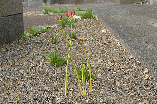 ���ފ݉߂��Ă���炫�n�߂܂���