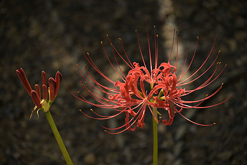 �������Ԃ��Ǝv���܂�