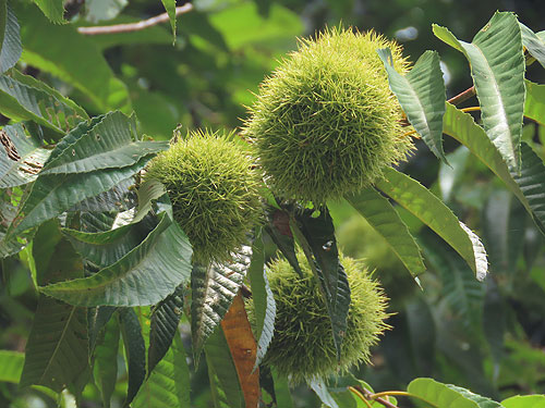 �}�����݂����B�ۂ��Ă��킢���B