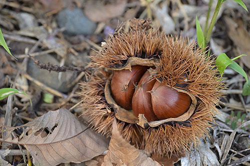 ���n���ė����Ă��܂����i10��2���B�e�j