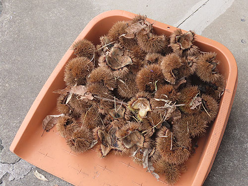 �W�߂��130����܂����i10��8���B�e�j