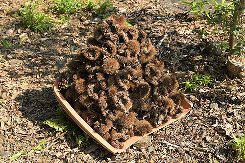 2��ڂ܂��W�߂�ƍ��x��250���i10��30���B�e�j