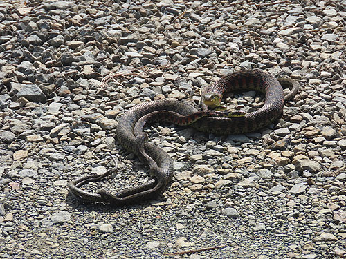 �R�C����܂��Ă܂�