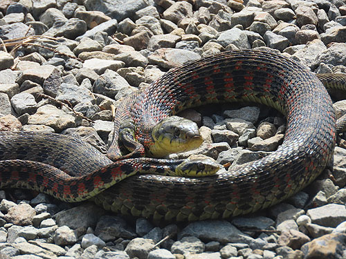 �����R�����܂��i�e�̍����Ɍ���������������܂��j