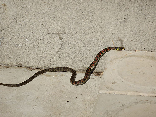 ���ւɗ����̂łт�����I