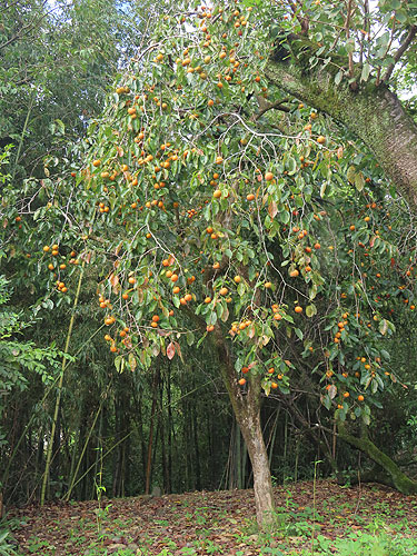 �����Ɏ����Ă��܂�