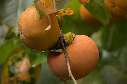 �Ȃ��Ȃ����������ł�