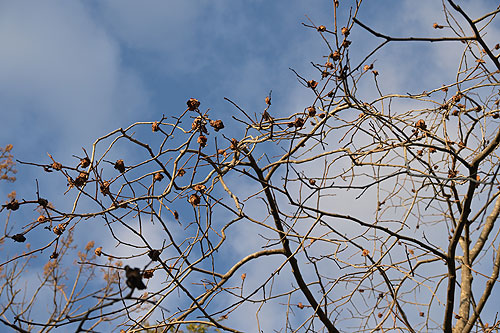 �C�����Ǝ�������Ȃ��c