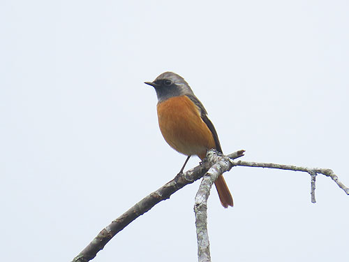 �W���E�r�^�L�i�I�X�j�ł�