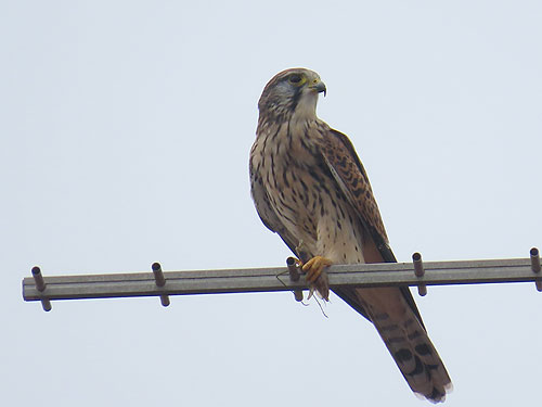 �`���E�Q���{�E�B�J�}�L��������ł��܂��B