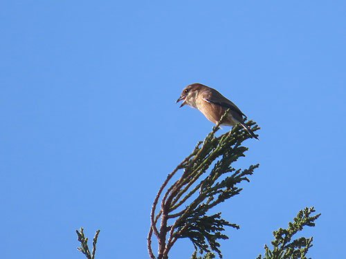 ���Y���悭���Ă��܂�