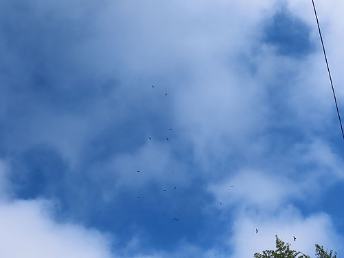 �킩��ɂ����ł����A�g�r��17�H���܂�