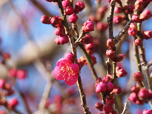 �����̍g�~���炫�n�߂܂���