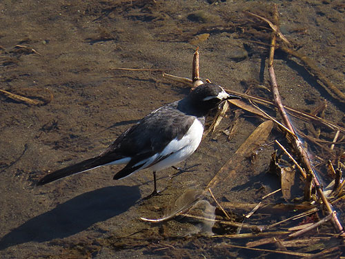 �����ɂ����Z�O���Z�L���C�ł�