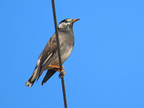 ��̏�̓d���Ƀ��N�h�������H�����܂���