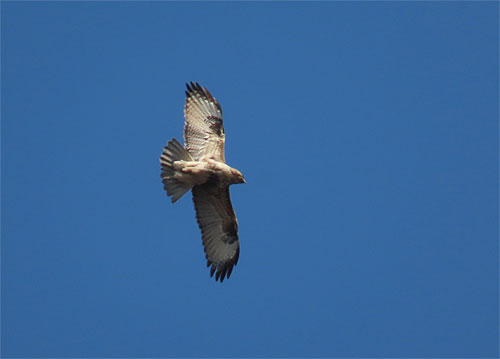 �����̏���m�X�����Q�H��𕑂��Ă��܂���