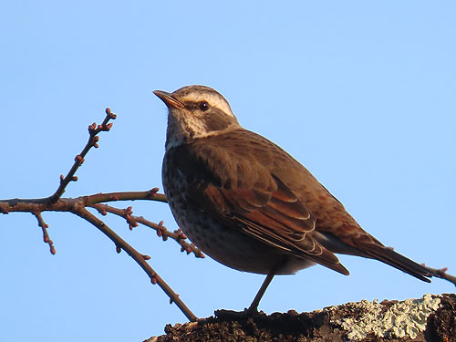 �c�O�~�����X�������܂�