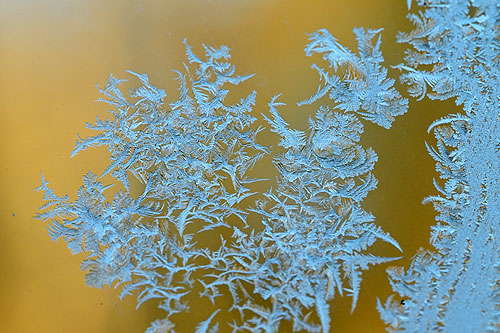 �X�̌����ł��B���Ɣ��������R�̑��`���낤�B