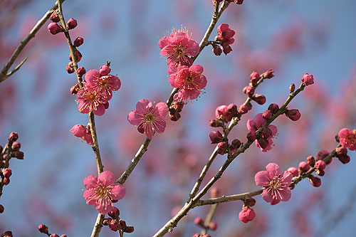 �g�~�����X�ɍ炢�Ă��Ă��܂�